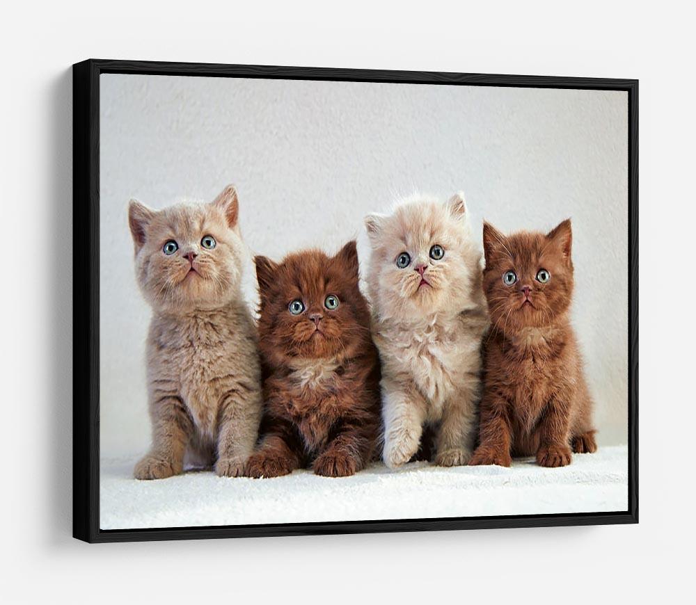 Four various british kittens HD Metal Print - Canvas Art Rocks - 6