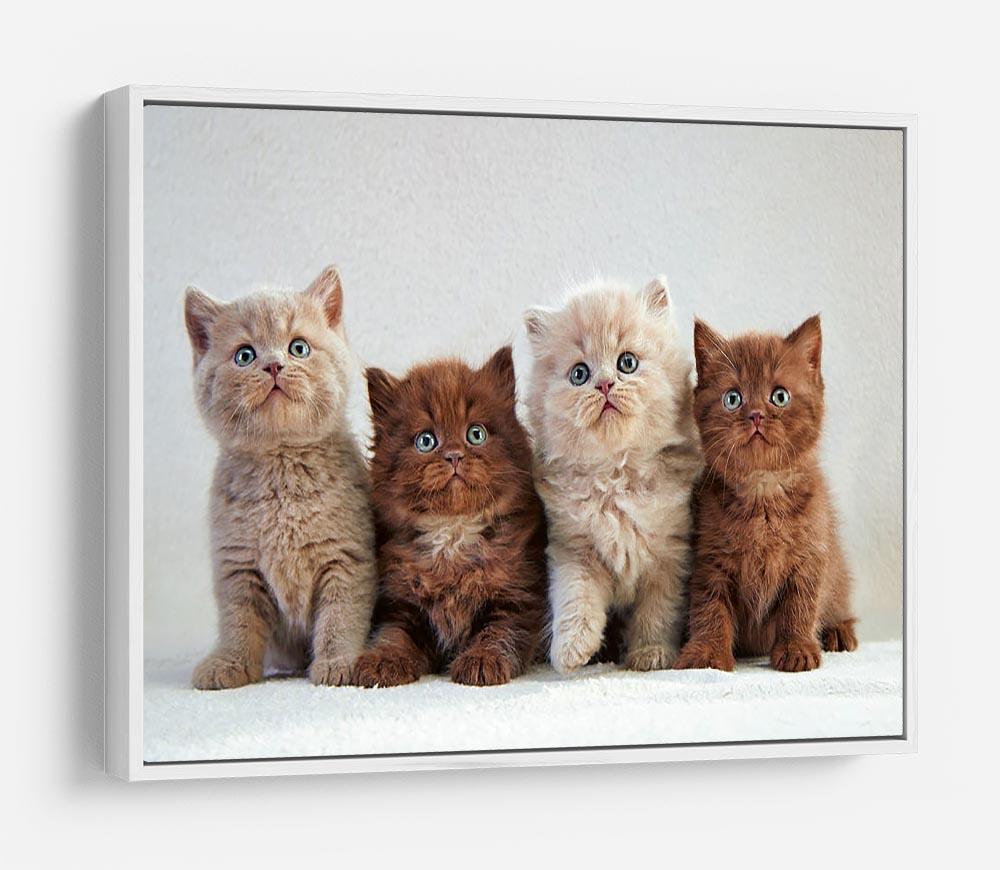 Four various british kittens HD Metal Print - Canvas Art Rocks - 7