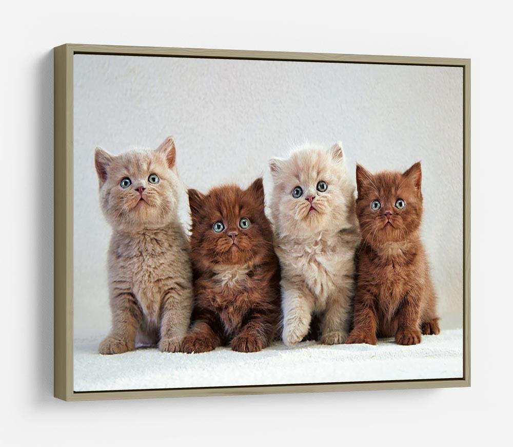 Four various british kittens HD Metal Print - Canvas Art Rocks - 8