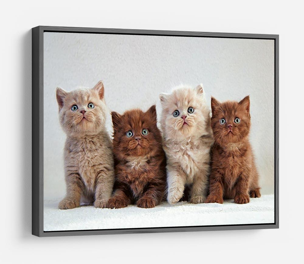 Four various british kittens HD Metal Print - Canvas Art Rocks - 9