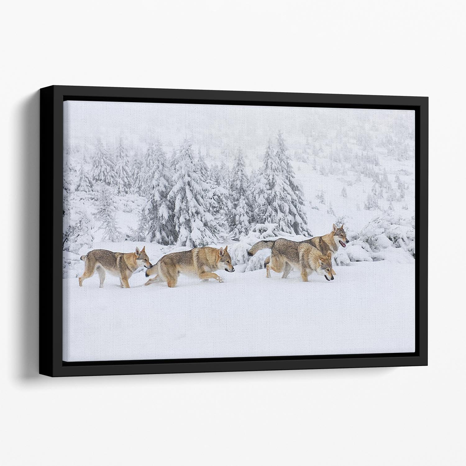Four wolves in fresh snow in the mountains Floating Framed Canvas - Canvas Art Rocks - 1