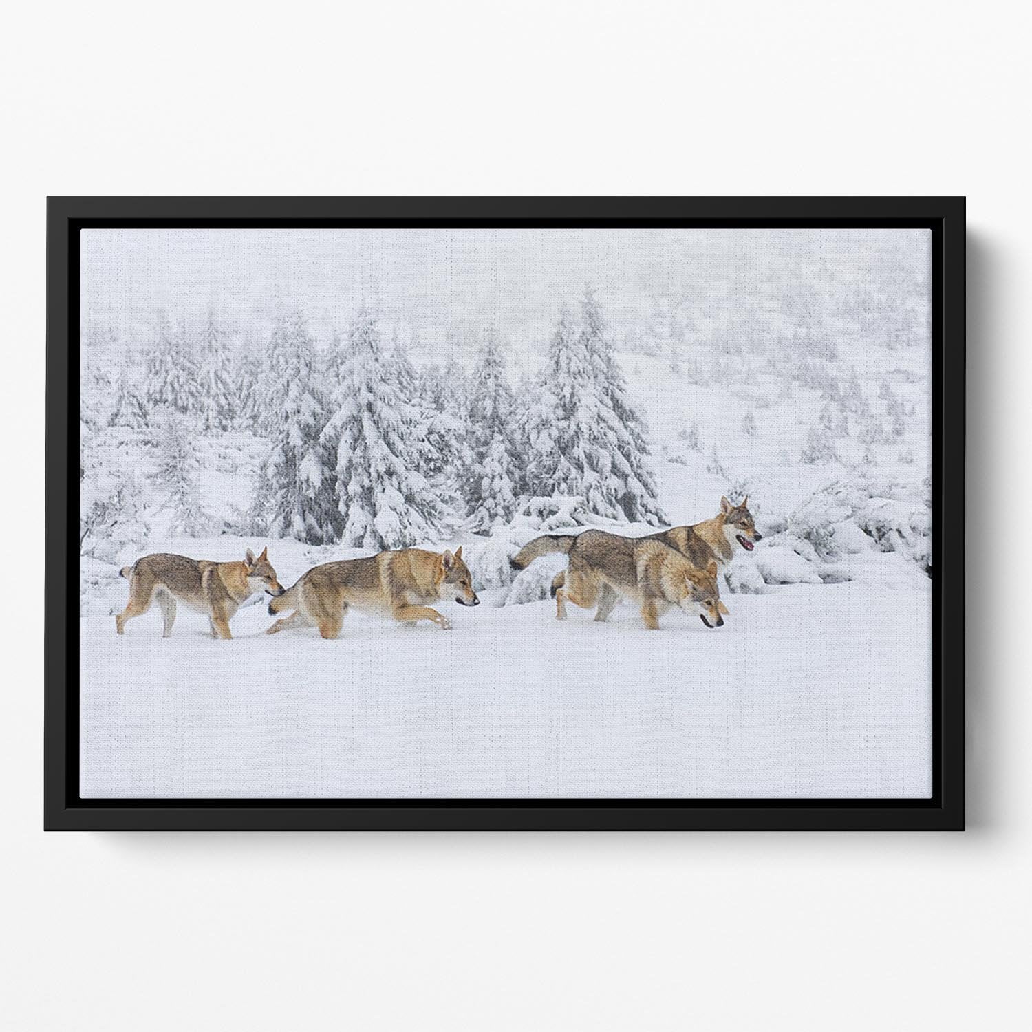 Four wolves in fresh snow in the mountains Floating Framed Canvas - Canvas Art Rocks - 2