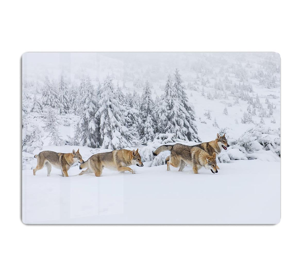Four wolves in fresh snow in the mountains HD Metal Print - Canvas Art Rocks - 1