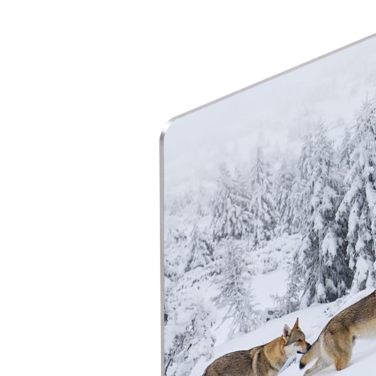 Four wolves in fresh snow in the mountains HD Metal Print - Canvas Art Rocks - 4