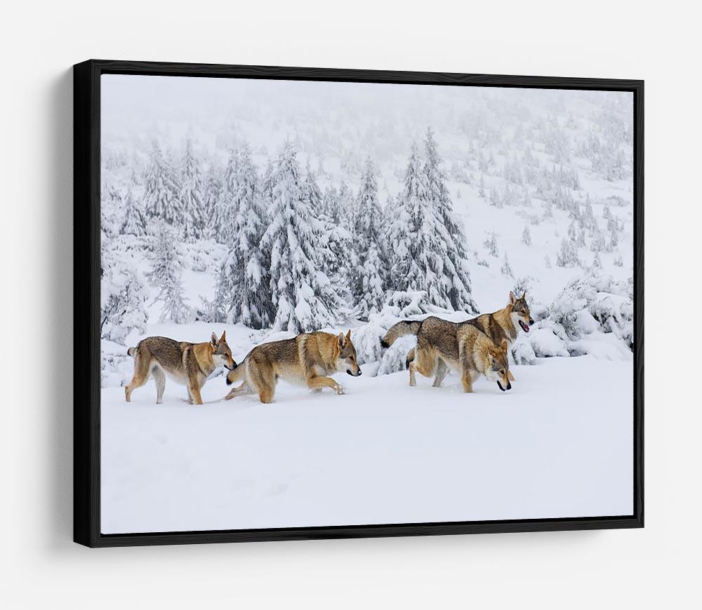 Four wolves in fresh snow in the mountains HD Metal Print - Canvas Art Rocks - 6