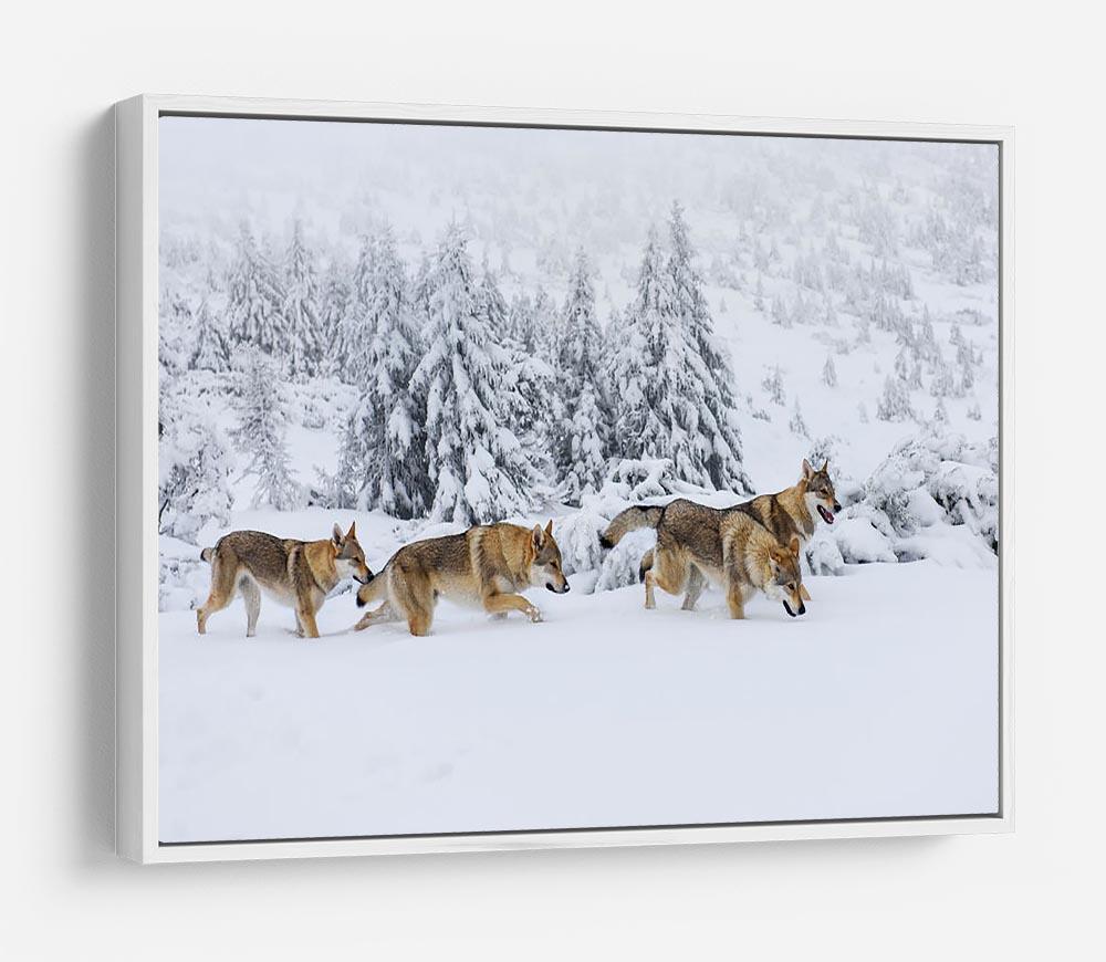 Four wolves in fresh snow in the mountains HD Metal Print - Canvas Art Rocks - 7