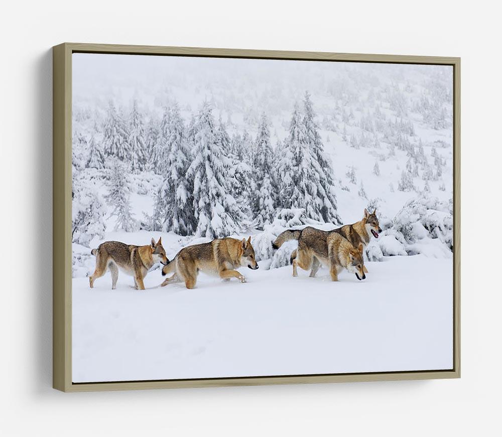 Four wolves in fresh snow in the mountains HD Metal Print - Canvas Art Rocks - 8