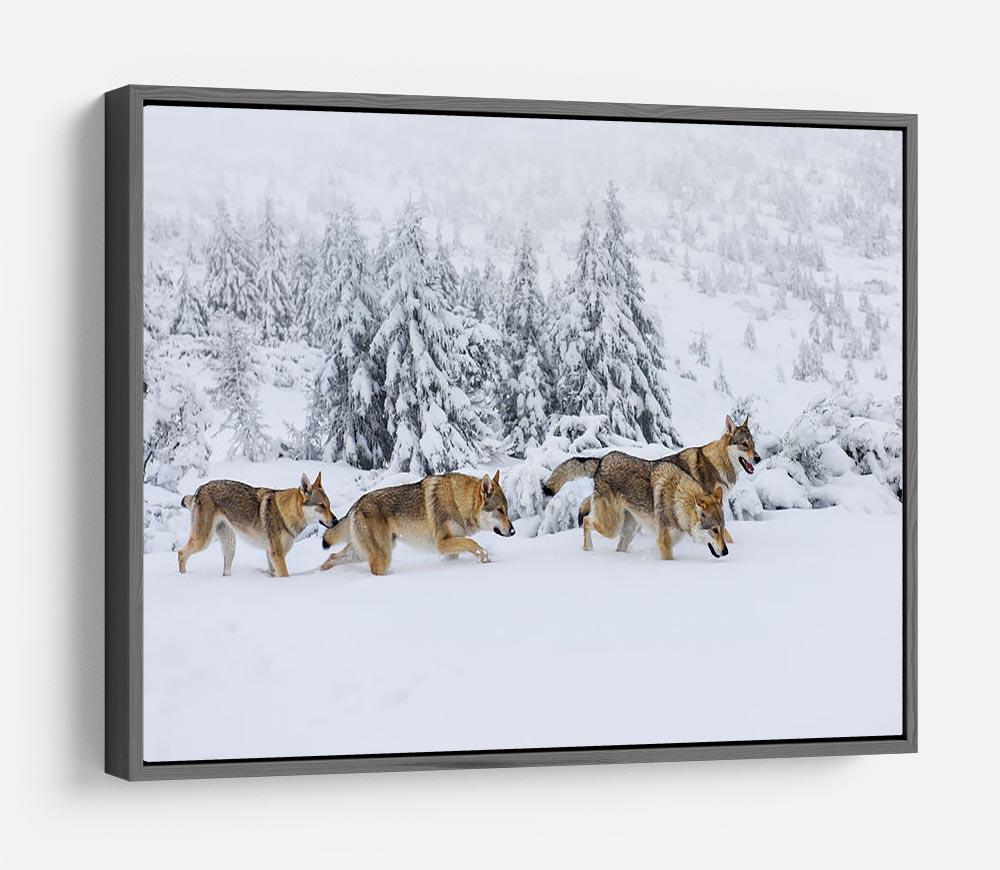 Four wolves in fresh snow in the mountains HD Metal Print - Canvas Art Rocks - 9