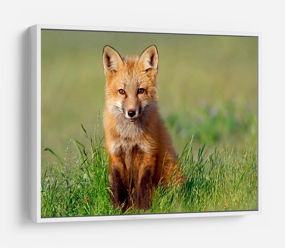 Fox Kit HD Metal Print - Canvas Art Rocks - 7