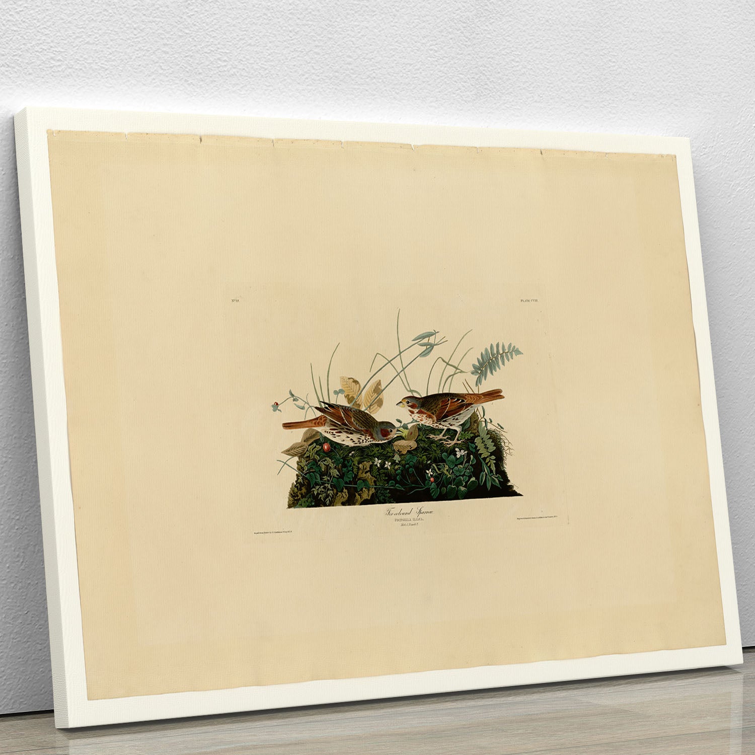 Fox coloured Sparrow by Audubon Canvas Print or Poster - Canvas Art Rocks - 1