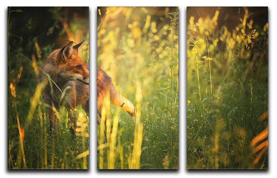 Fox on the summer forest 3 Split Panel Canvas Print - Canvas Art Rocks - 1