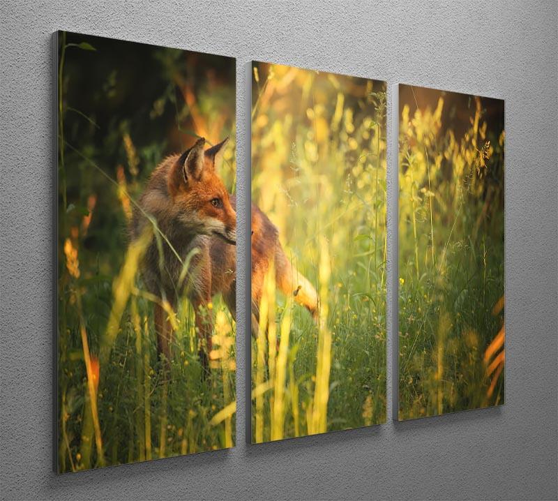 Fox on the summer forest 3 Split Panel Canvas Print - Canvas Art Rocks - 2
