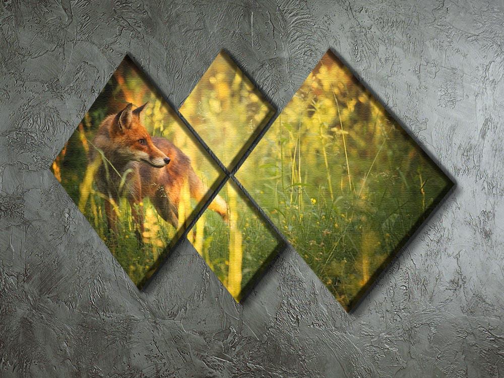 Fox on the summer forest 4 Square Multi Panel Canvas - Canvas Art Rocks - 2