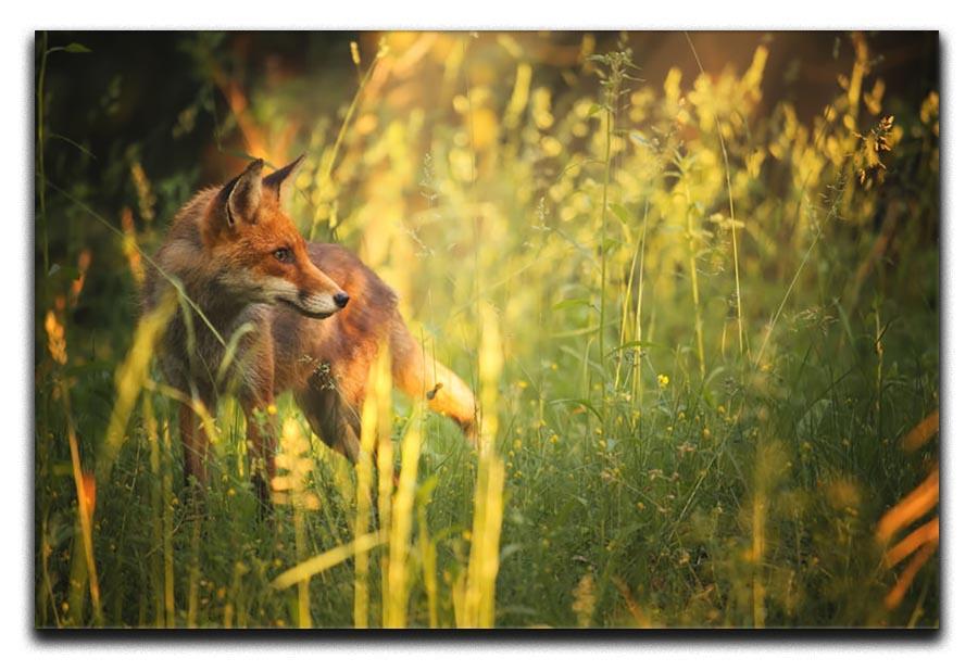 Fox on the summer forest Canvas Print or Poster - Canvas Art Rocks - 1