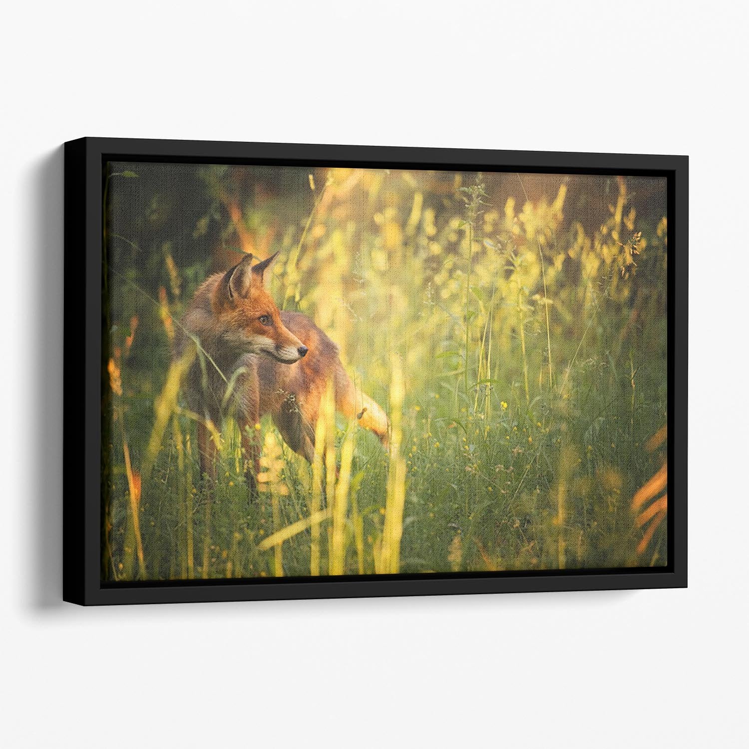 Fox on the summer forest Floating Framed Canvas - Canvas Art Rocks - 1