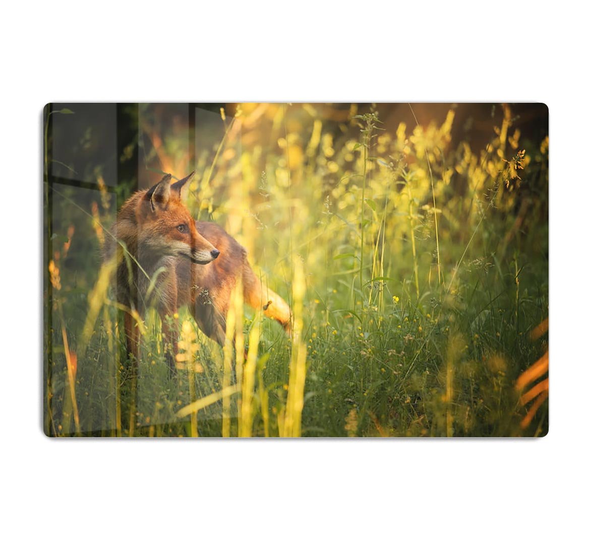 Fox on the summer forest HD Metal Print - Canvas Art Rocks - 1