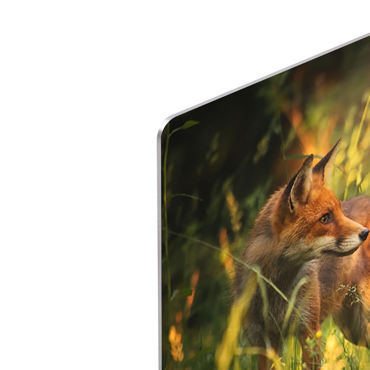 Fox on the summer forest HD Metal Print - Canvas Art Rocks - 4