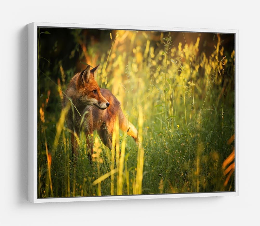 Fox on the summer forest HD Metal Print - Canvas Art Rocks - 7