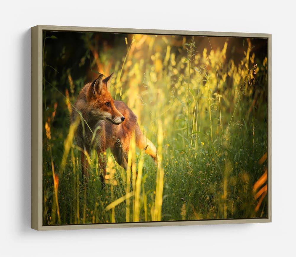 Fox on the summer forest HD Metal Print - Canvas Art Rocks - 8