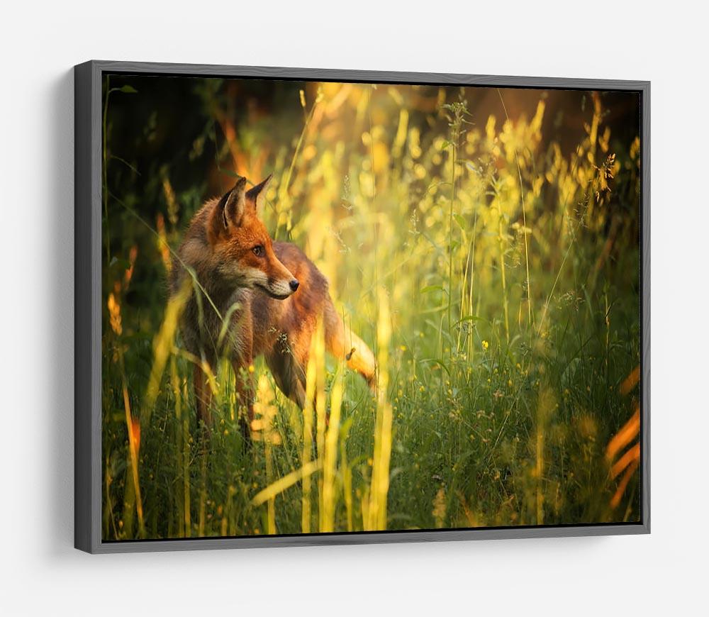 Fox on the summer forest HD Metal Print - Canvas Art Rocks - 9