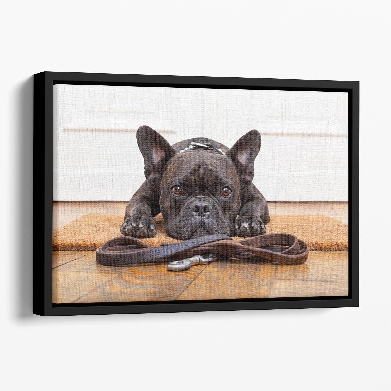 French bulldog dog waiting and begging to go for a walk with owner Floating Framed Canvas - Canvas Art Rocks - 1