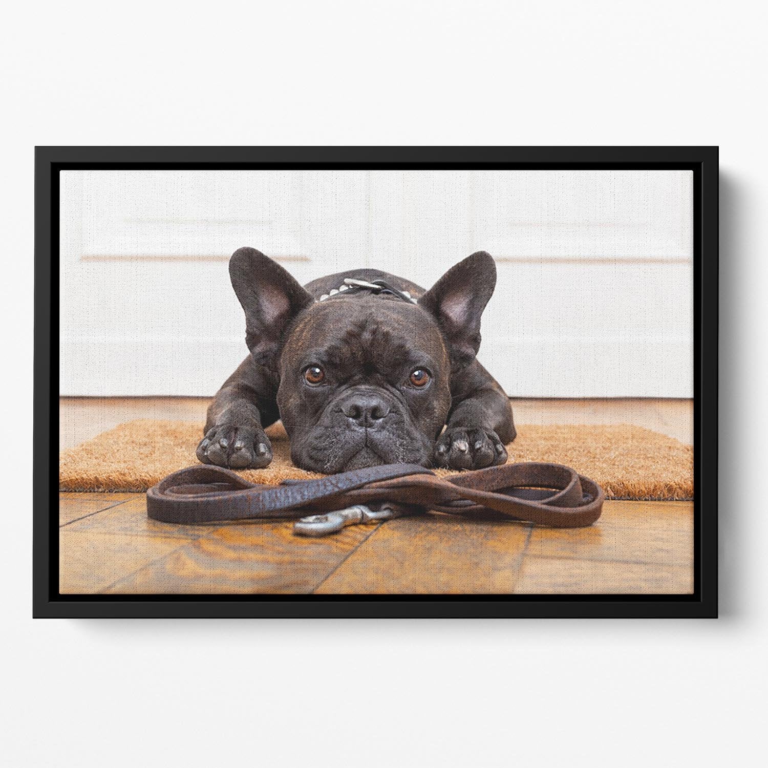 French bulldog dog waiting and begging to go for a walk with owner Floating Framed Canvas - Canvas Art Rocks - 2