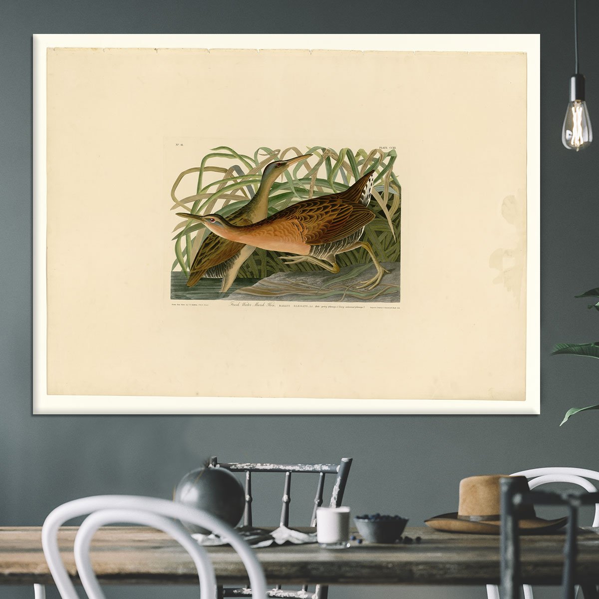 Fresh Water Marsh Hen by Audubon Canvas Print or Poster