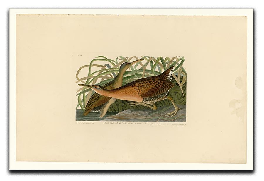 Fresh Water Marsh Hen by Audubon Canvas Print or Poster - Canvas Art Rocks - 1