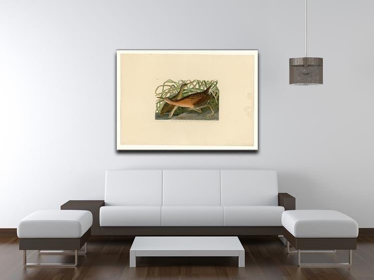 Fresh Water Marsh Hen by Audubon Canvas Print or Poster - Canvas Art Rocks - 4