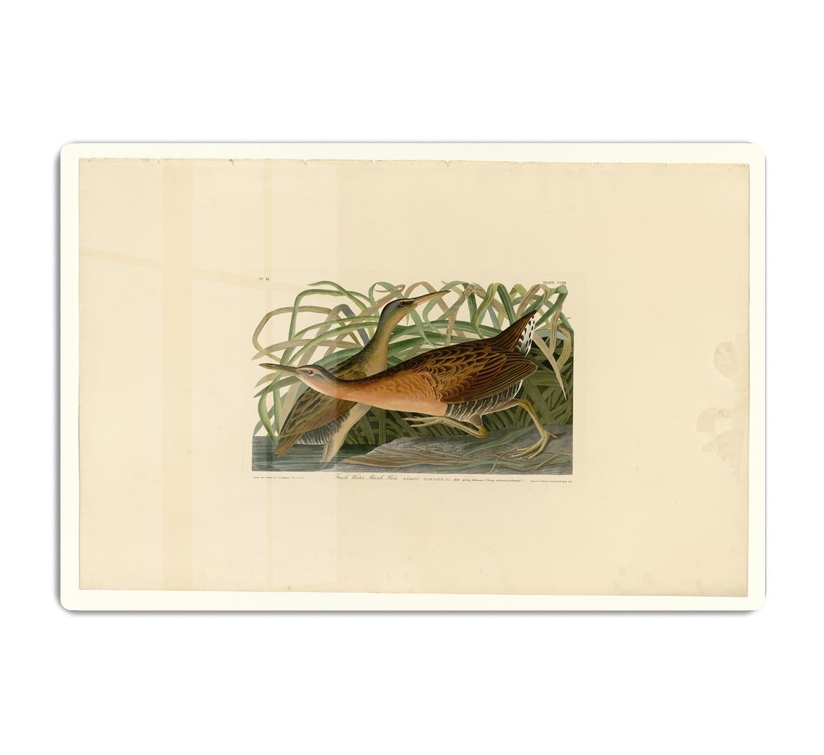 Fresh Water Marsh Hen by Audubon HD Metal Print - Canvas Art Rocks - 1
