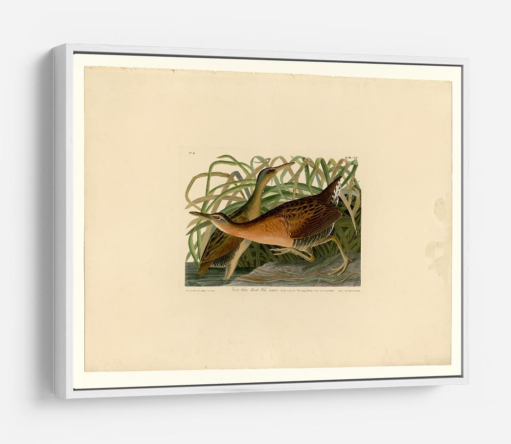 Fresh Water Marsh Hen by Audubon HD Metal Print - Canvas Art Rocks - 7