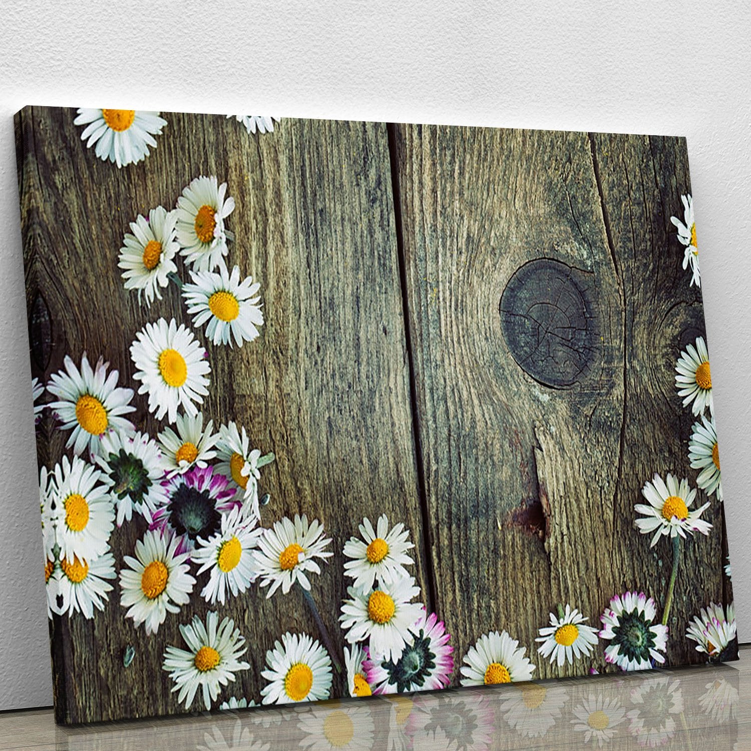 Fresh daisies on wood Canvas Print or Poster