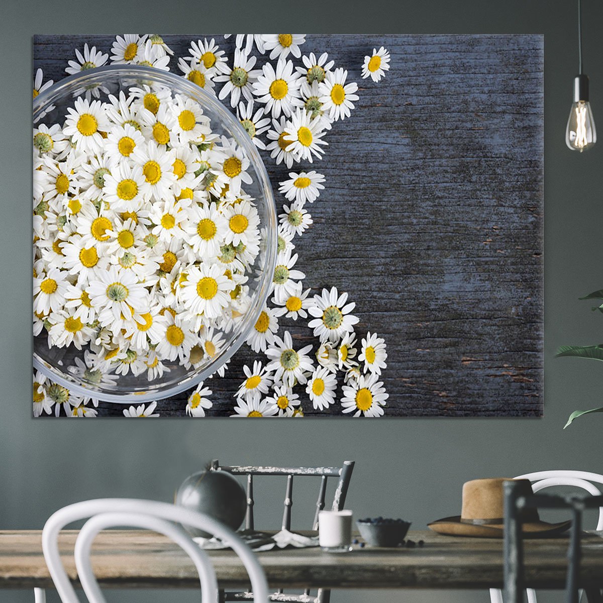 Fresh medicinal roman chamomile flower Canvas Print or Poster