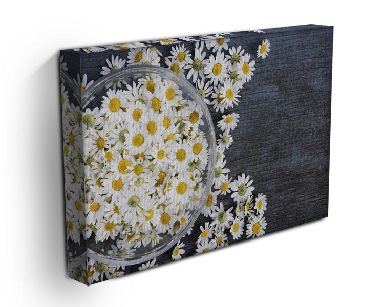 Fresh medicinal roman chamomile flower Canvas Print or Poster - Canvas Art Rocks - 3