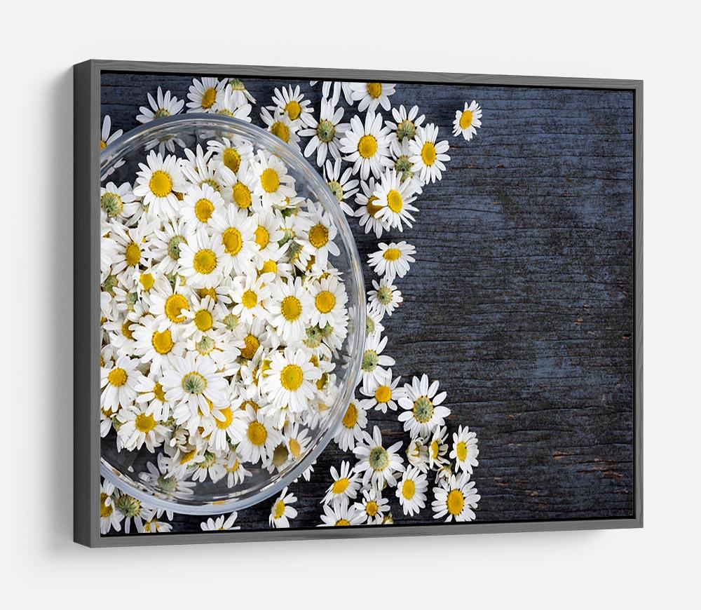 Fresh medicinal roman chamomile flower HD Metal Print