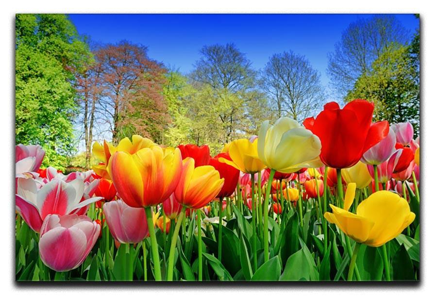 Fresh multicolored tulips in a spring park Canvas Print or Poster  - Canvas Art Rocks - 1