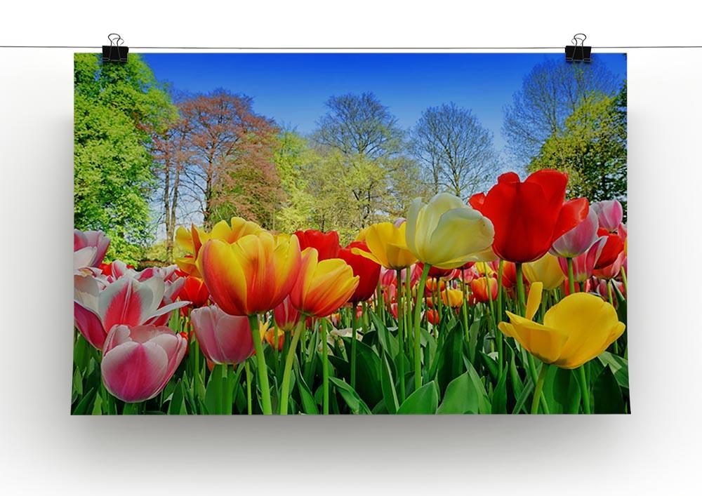 Fresh multicolored tulips in a spring park Canvas Print or Poster - Canvas Art Rocks - 2