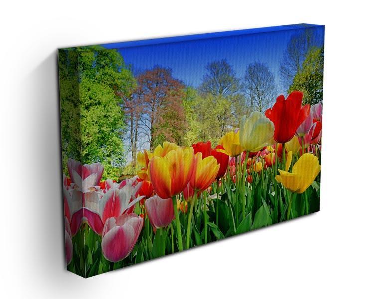 Fresh multicolored tulips in a spring park Canvas Print or Poster - Canvas Art Rocks - 3