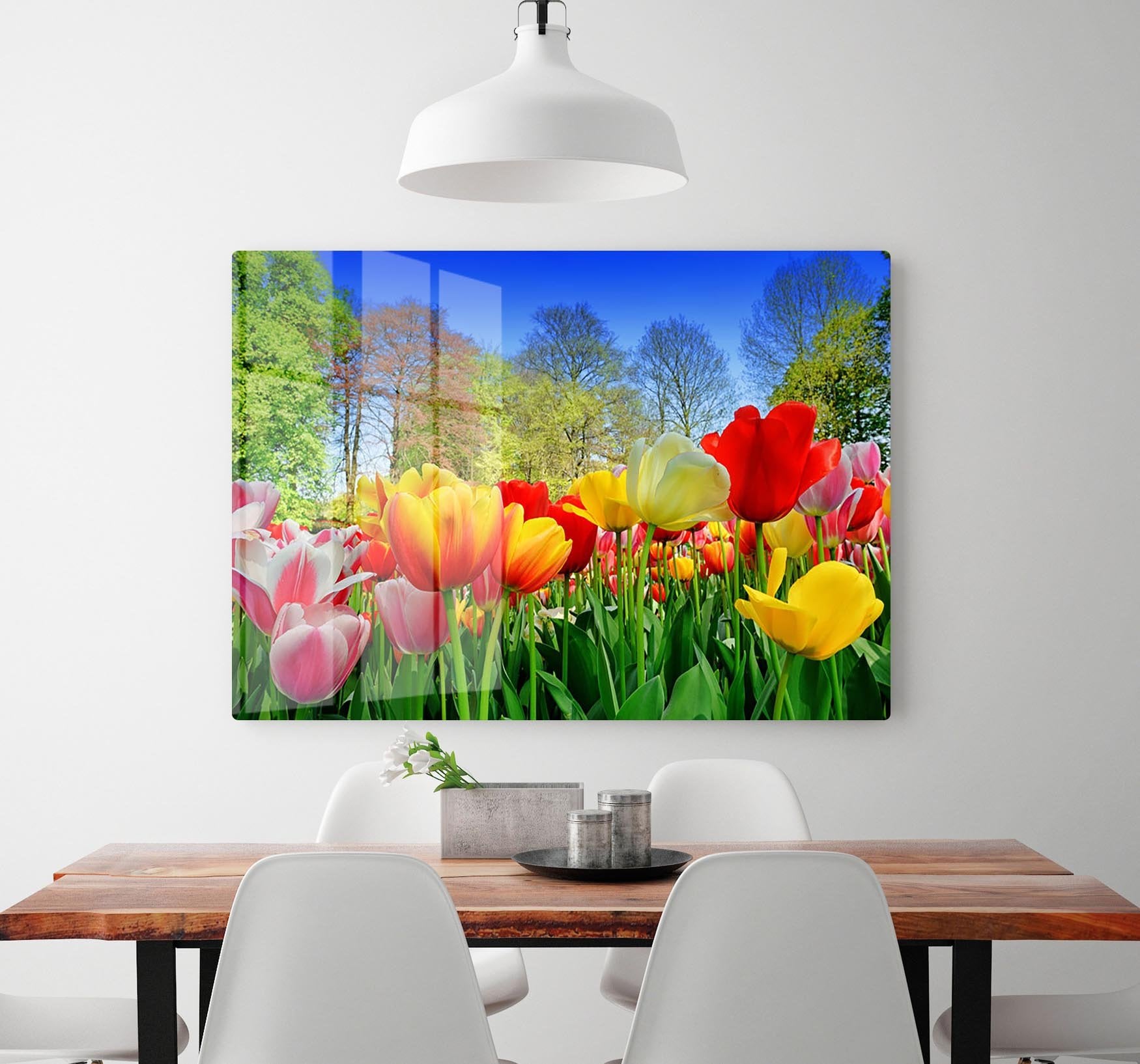 Fresh multicolored tulips in a spring park HD Metal Print