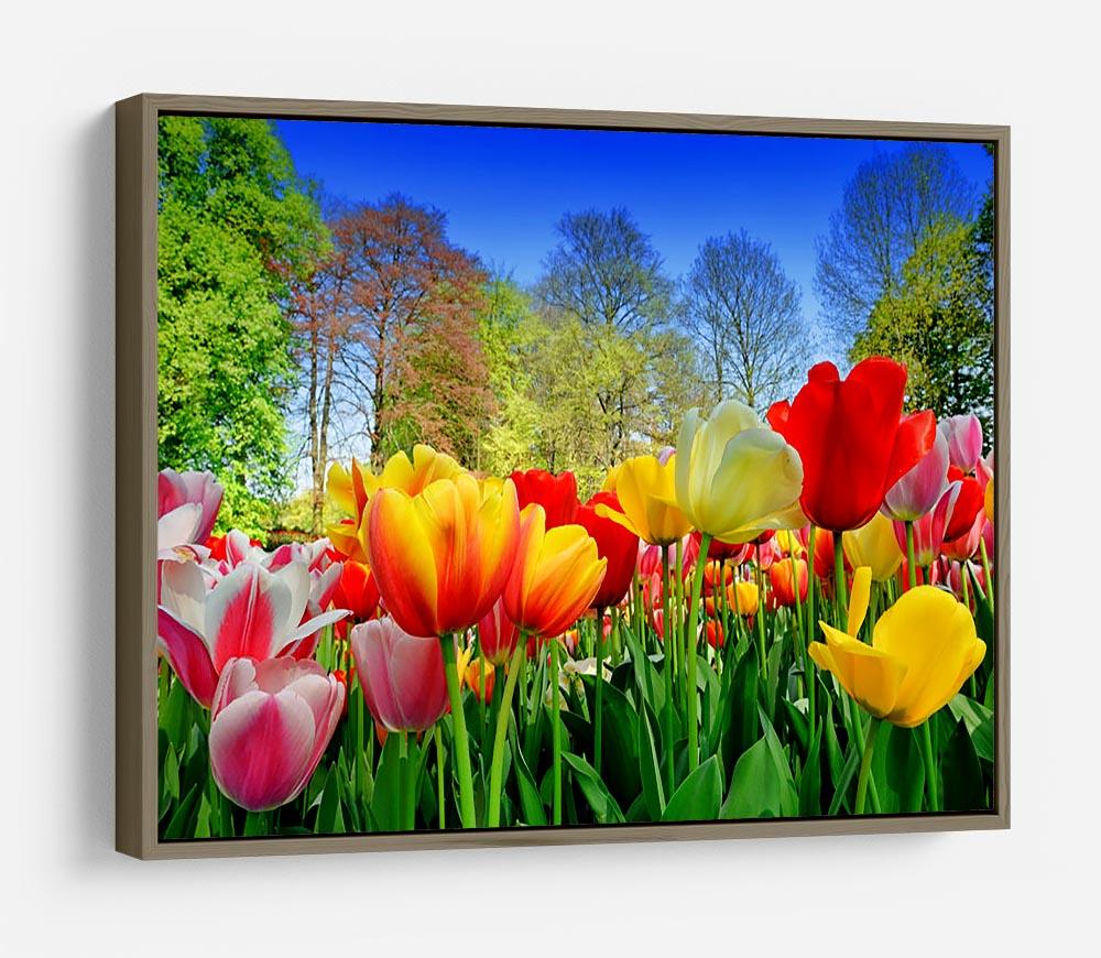 Fresh multicolored tulips in a spring park HD Metal Print