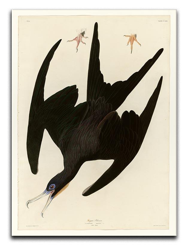 Frigate Pelican by Audubon Canvas Print or Poster - Canvas Art Rocks - 1