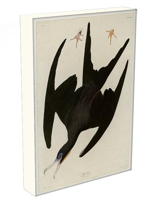 Frigate Pelican by Audubon Canvas Print or Poster - Canvas Art Rocks - 3