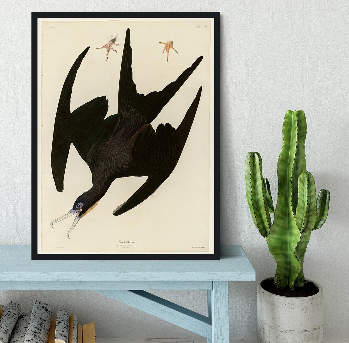 Frigate Pelican by Audubon Framed Print - Canvas Art Rocks - 2