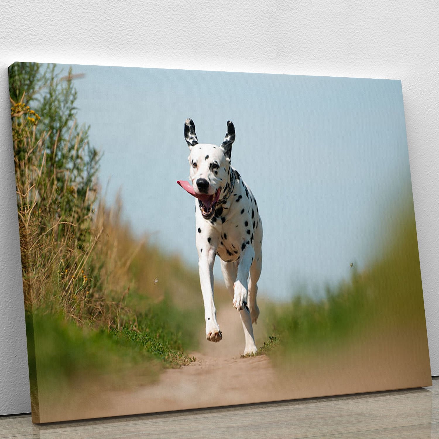 Front View of Exuberant Dalmatian Dog Running Canvas Print or Poster