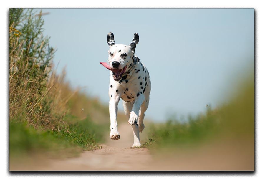 Front View of Exuberant Dalmatian Dog Running Canvas Print or Poster - Canvas Art Rocks - 1