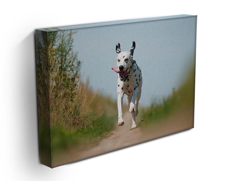 Front View of Exuberant Dalmatian Dog Running Canvas Print or Poster - Canvas Art Rocks - 3