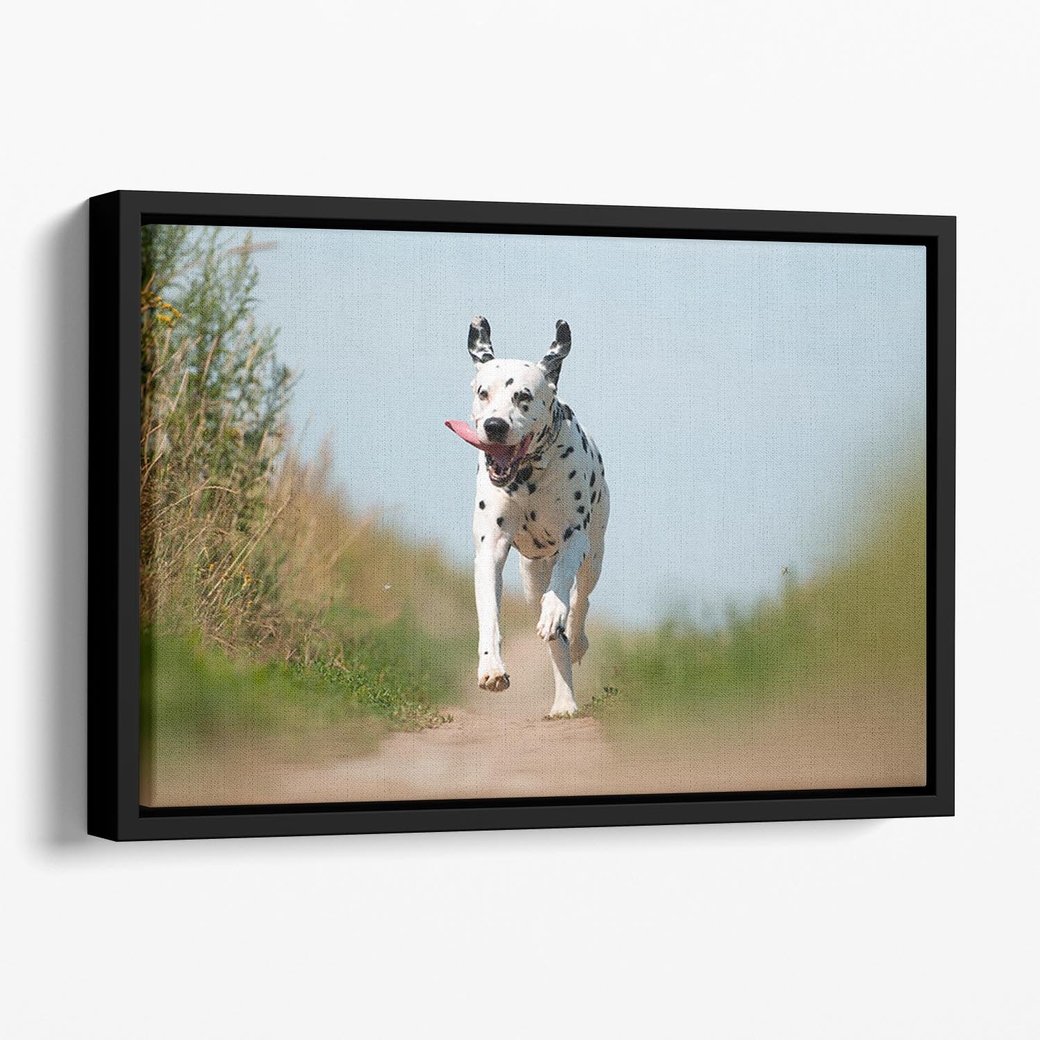 Front View of Exuberant Dalmatian Dog Running Floating Framed Canvas - Canvas Art Rocks - 1