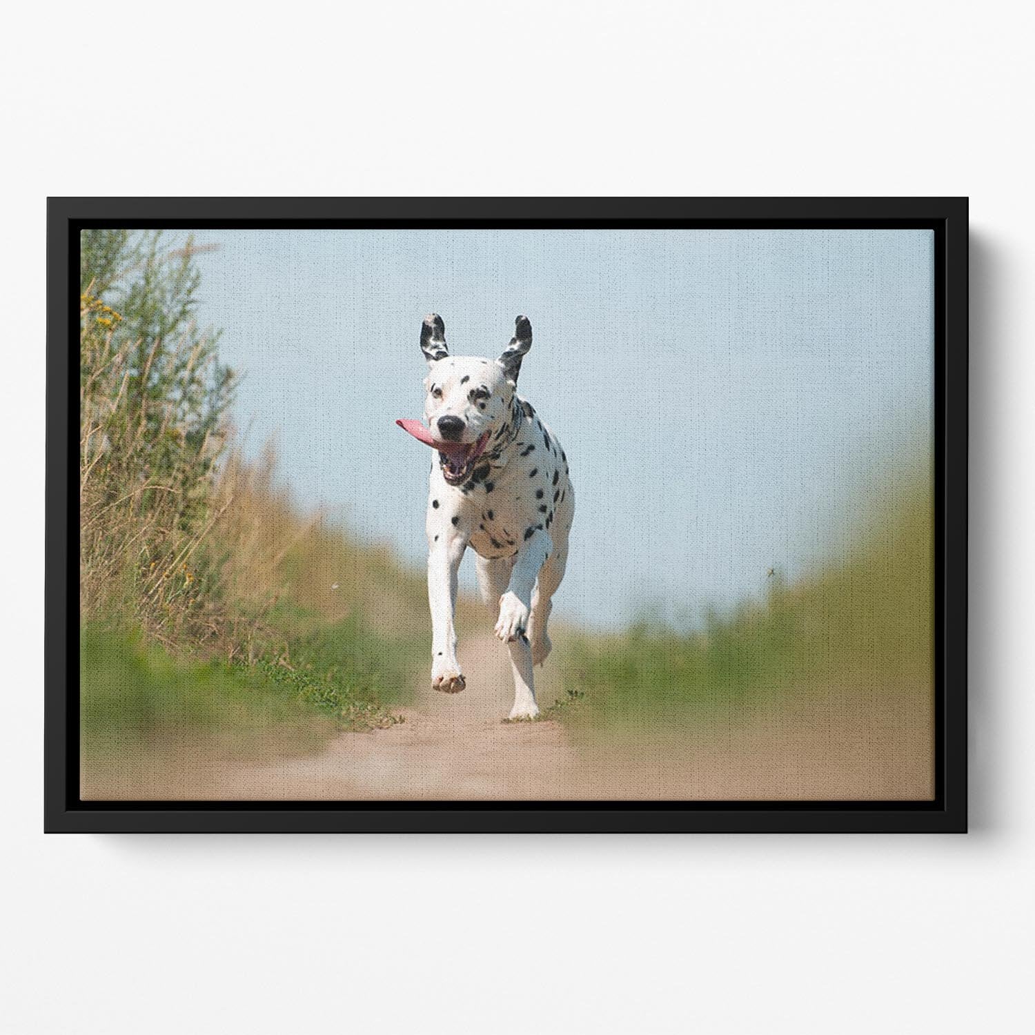 Front View of Exuberant Dalmatian Dog Running Floating Framed Canvas - Canvas Art Rocks - 2