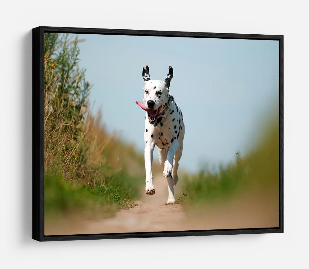 Front View of Exuberant Dalmatian Dog Running HD Metal Print - Canvas Art Rocks - 6