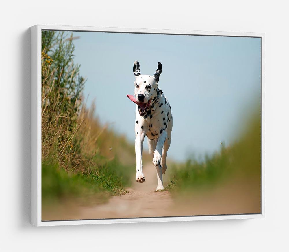 Front View of Exuberant Dalmatian Dog Running HD Metal Print - Canvas Art Rocks - 7